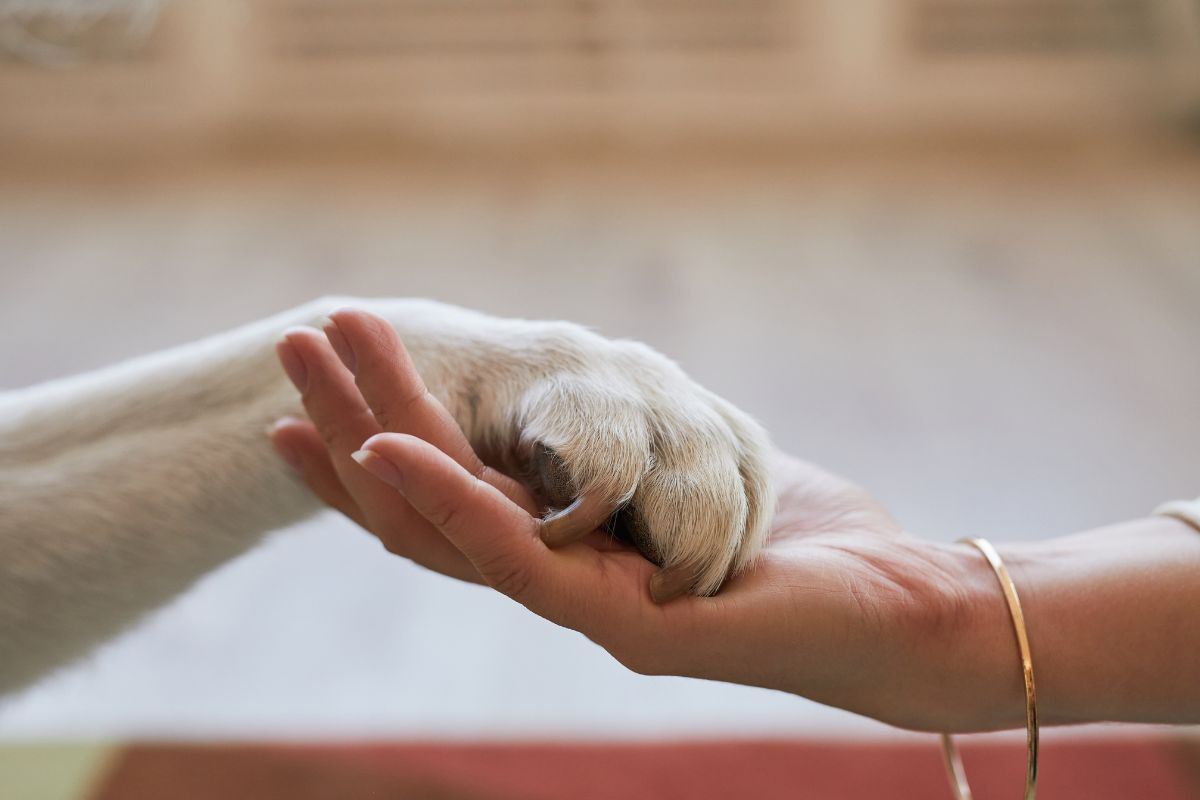 animaux de compagnie