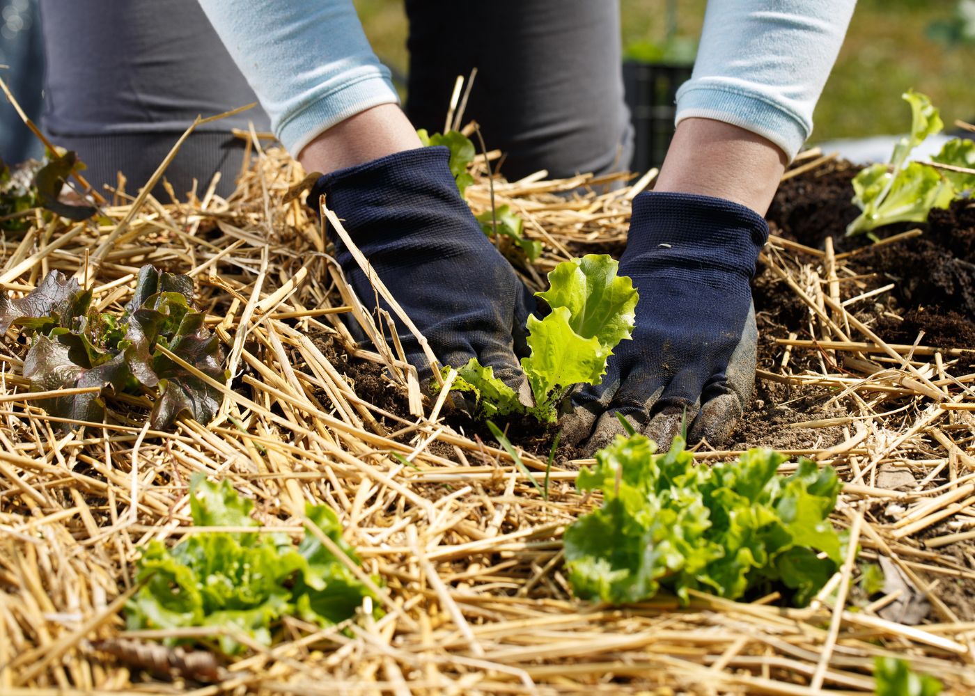 Paillage potager