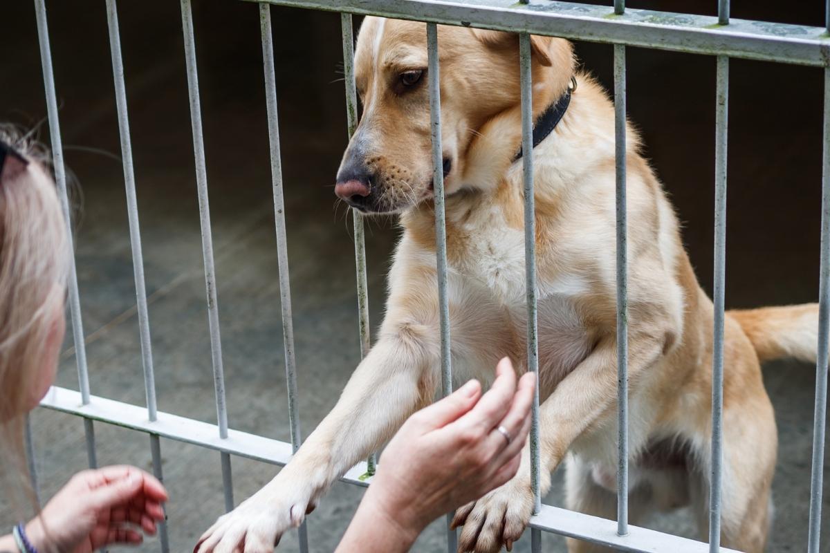 Rejoignez une école dédiée à l’ostéopathie animale
